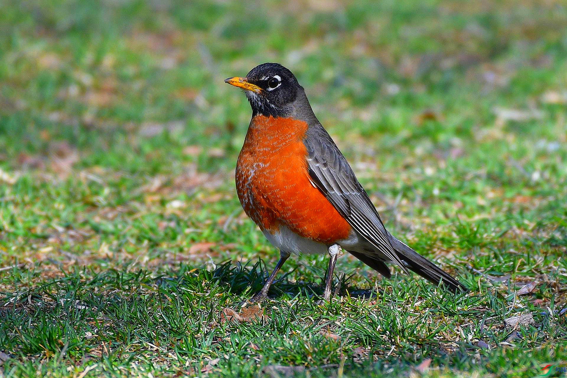 DSC_1546_���� - ����.jpg