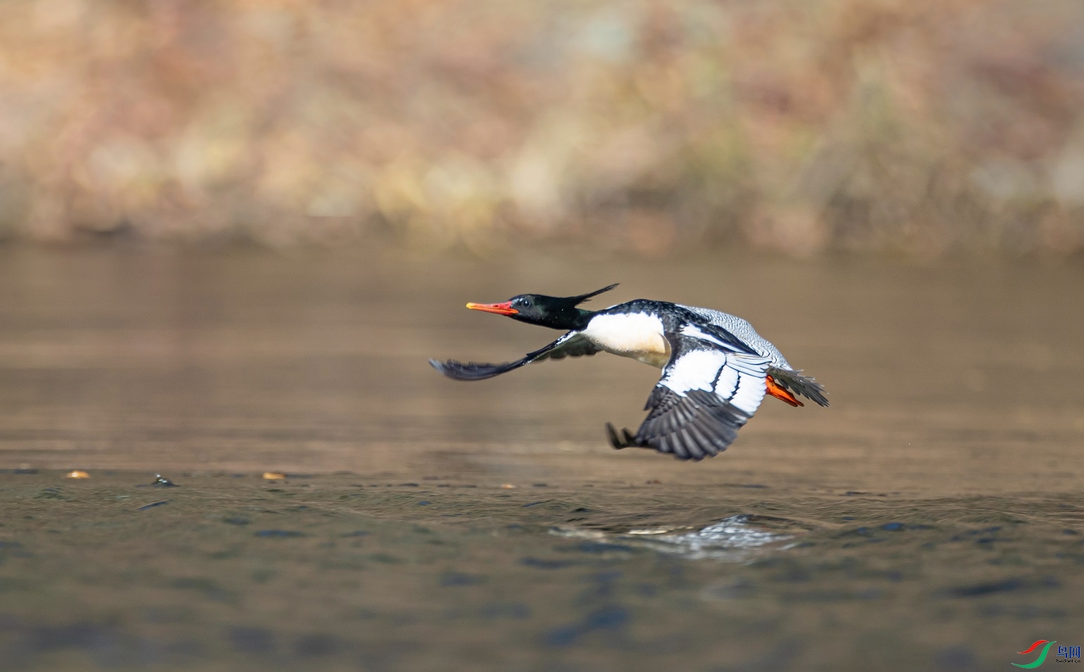 ������̬