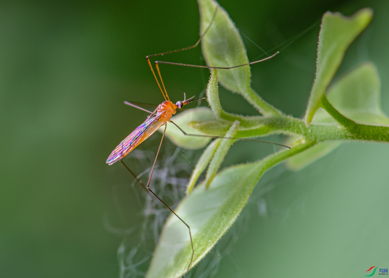 长脚蚊贺获首页精华