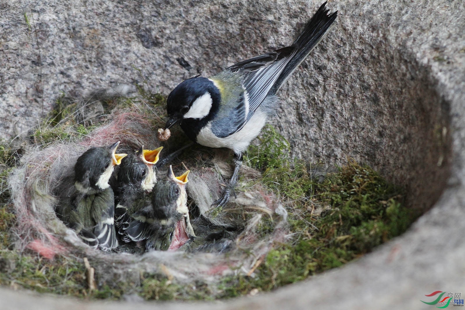 ��ƽɽӥ  ��ʦ�����ڸ���ʡã����.jpg