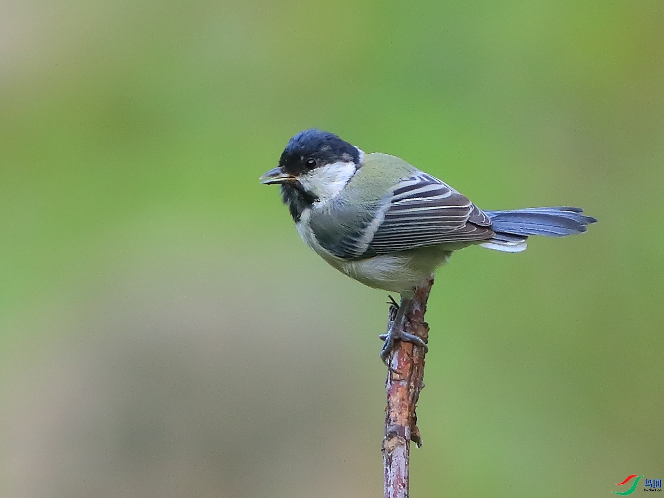 �ǲ�  ��ʦ�����ںӱ�ʡʯ��ׯ��ƽɽ��.jpg