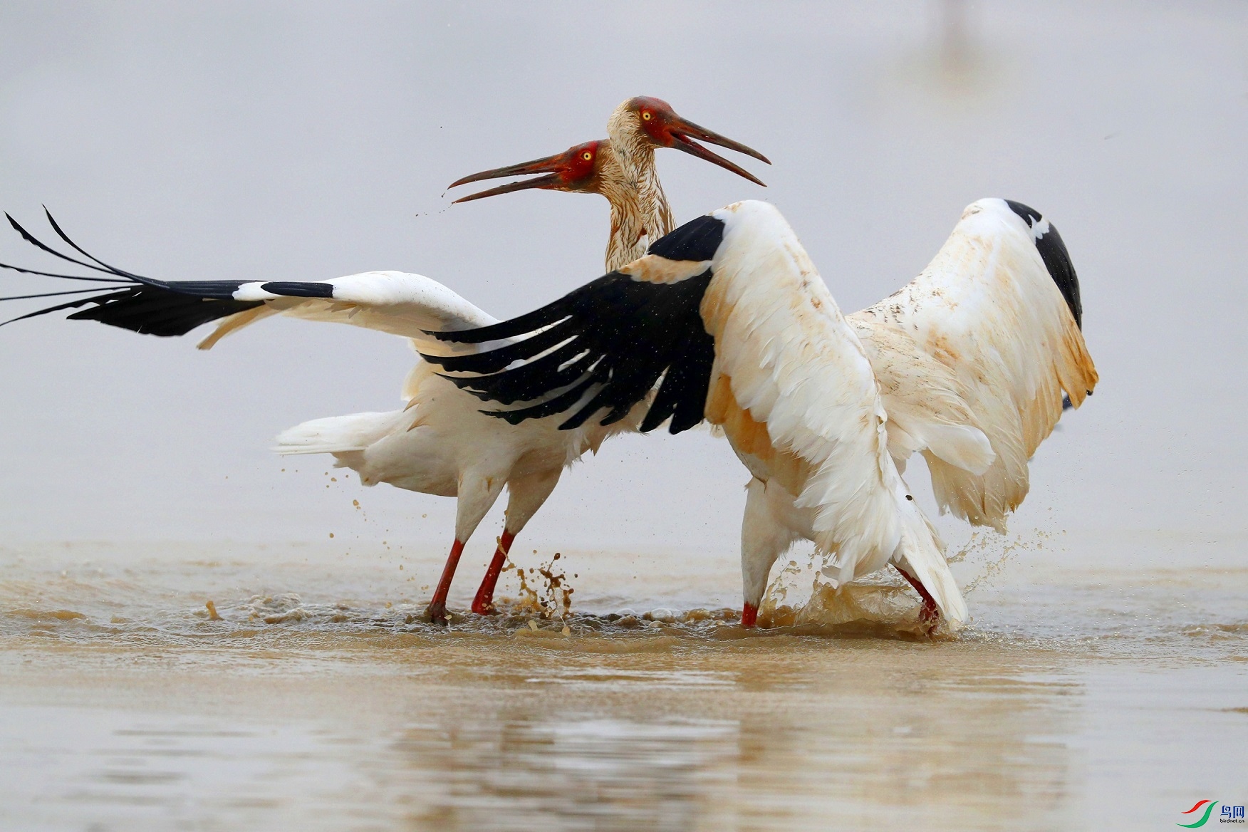 A15I1556 - ����.JPG