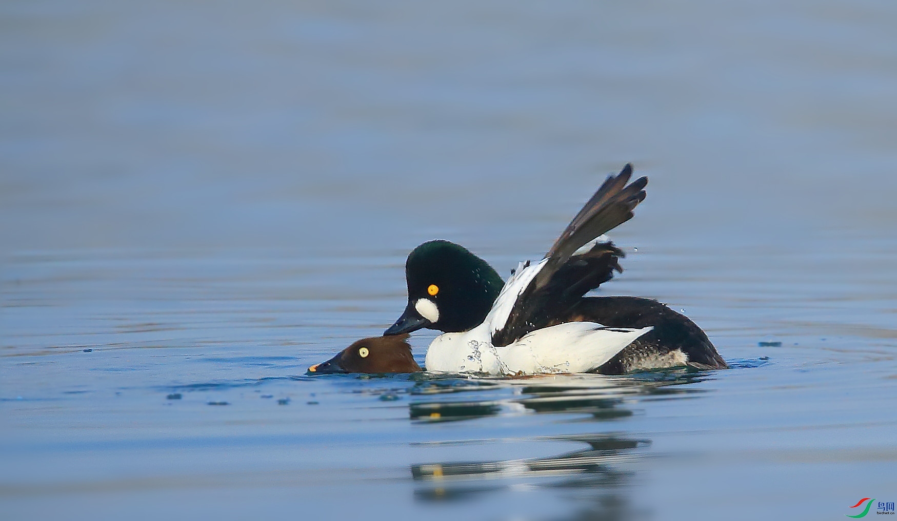 春天的故事鹊鸭