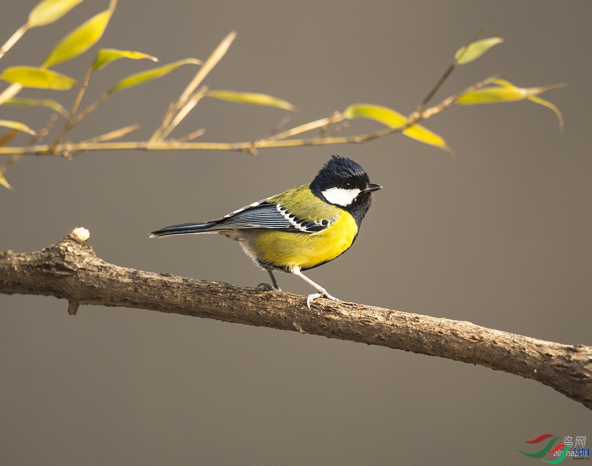 ��Ӱ����  ��ʦ�����ں���ʡƽ��ɽ��³ɽ��.jpg