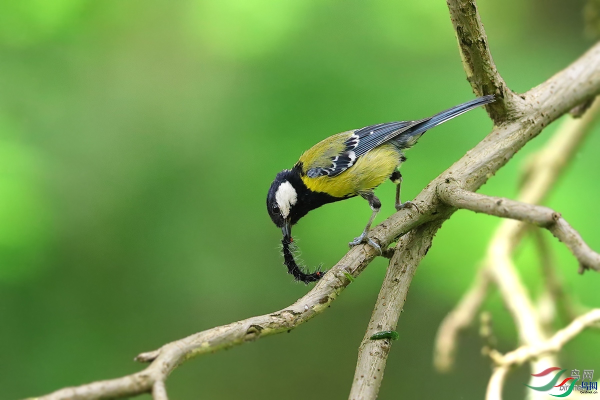 翼龙  老师拍摄于贵州省遵义市绥阳县.jpg