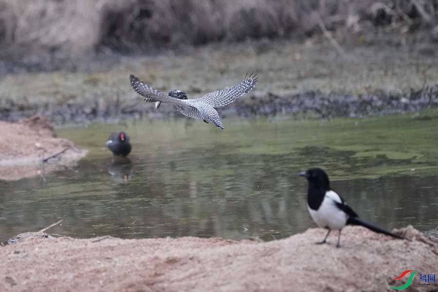 20180224-DSC01005-51 - ���� (2).JPG