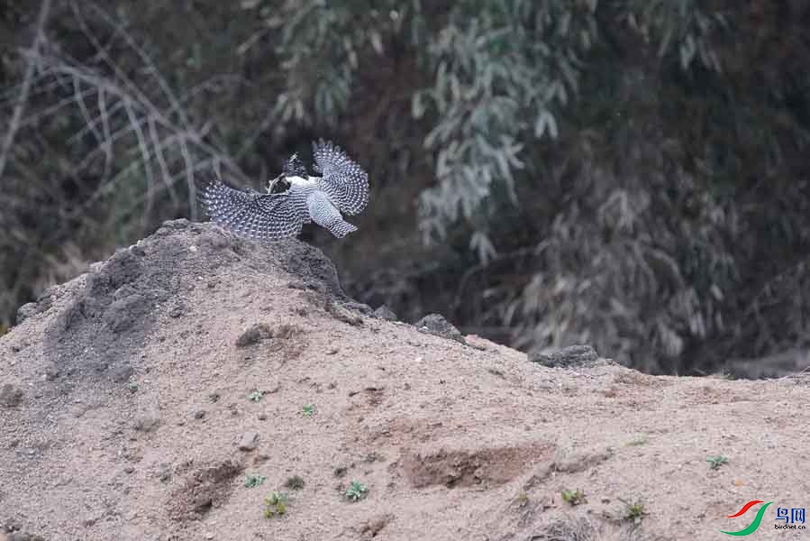 20180224-DSC01039-85 - ����.JPG