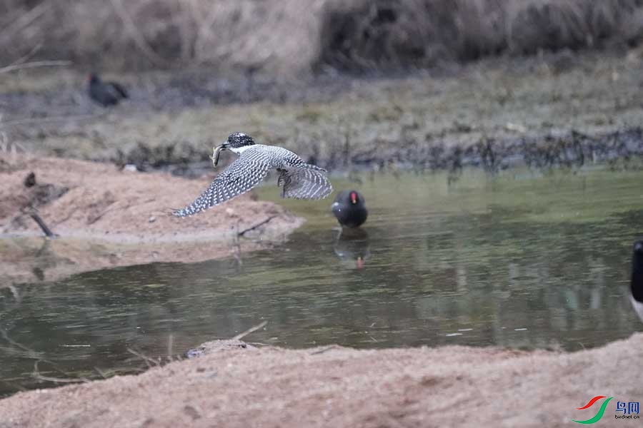 20180224-DSC01008-54 - ����.JPG