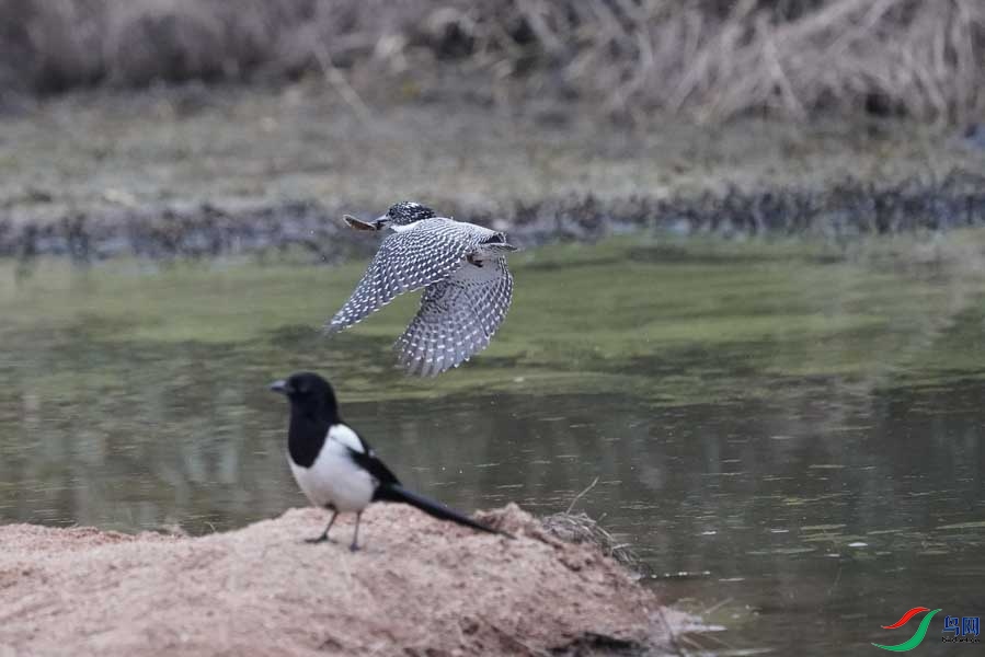 20180224-DSC01001-47 - ���� - ����.JPG