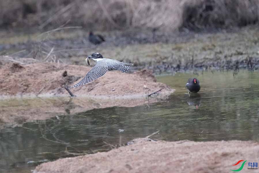 20180224-DSC01010-56 - ����.JPG