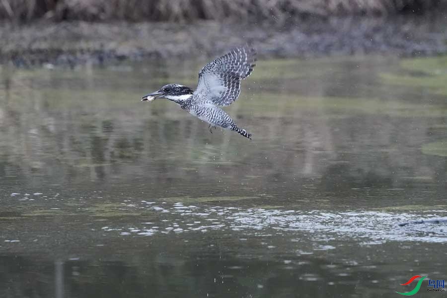 20180224-DSC00989-35 - ���� - ����.JPG