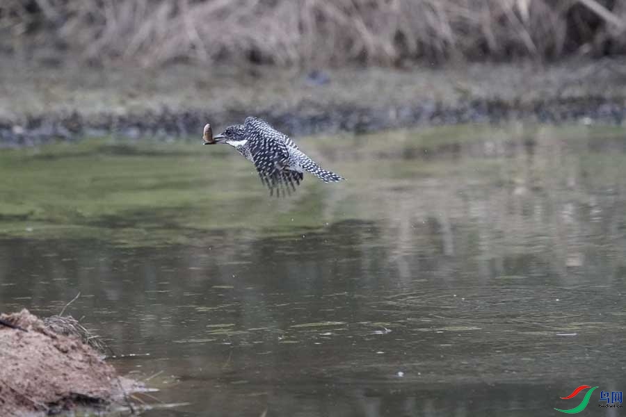 20180224-DSC00997-43 - ����.JPG