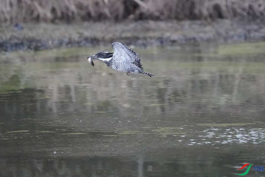 20180224-DSC00993-39 - ����.JPG