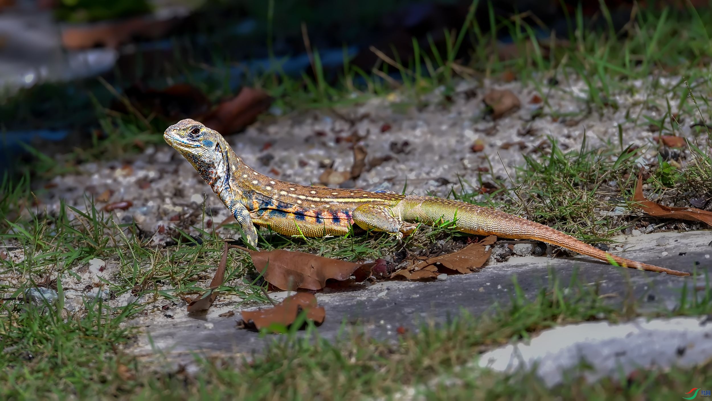 DSC_3748-1.jpg