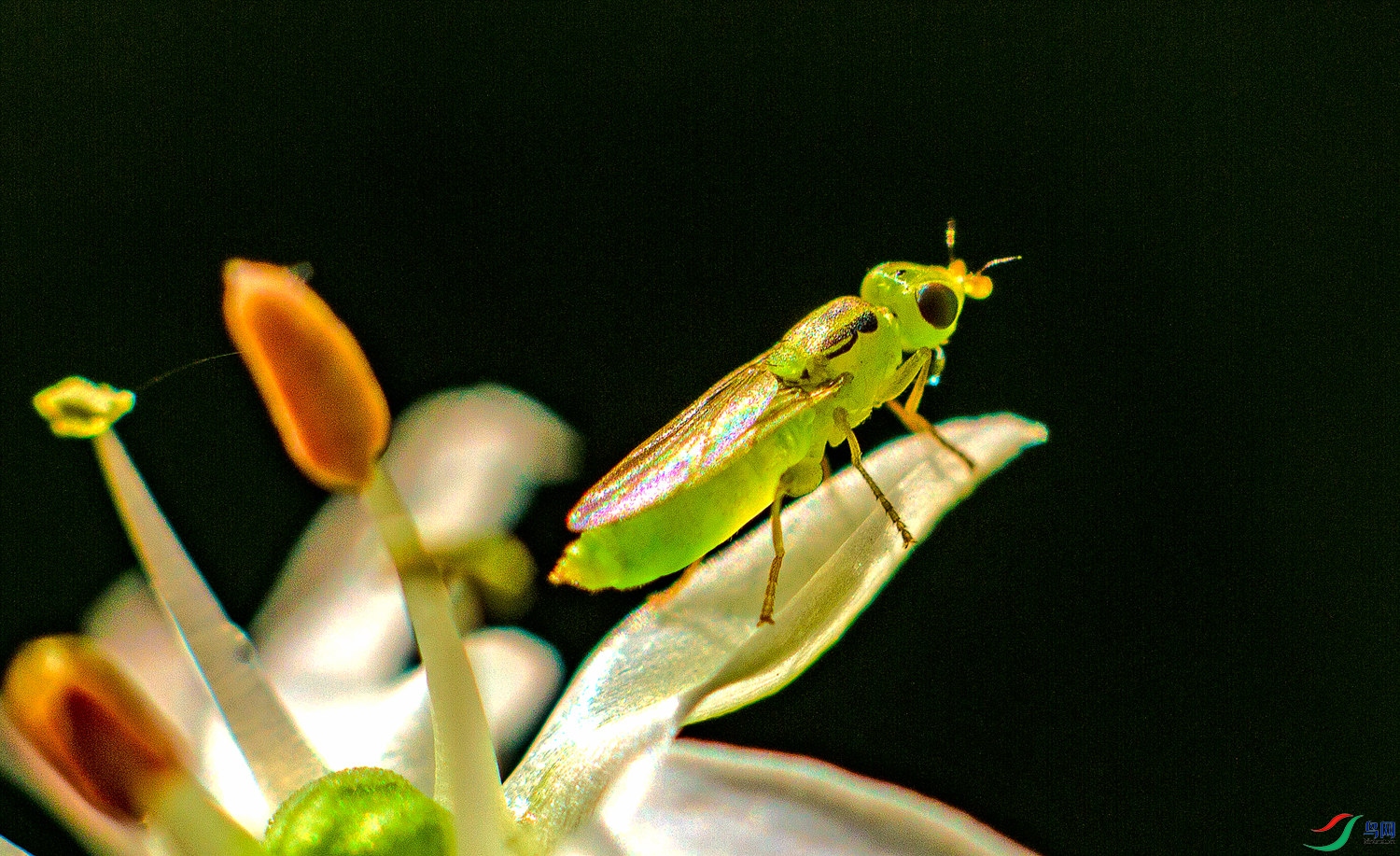 它爱韭菜花 水虻科 的黄绿水虻.jpg