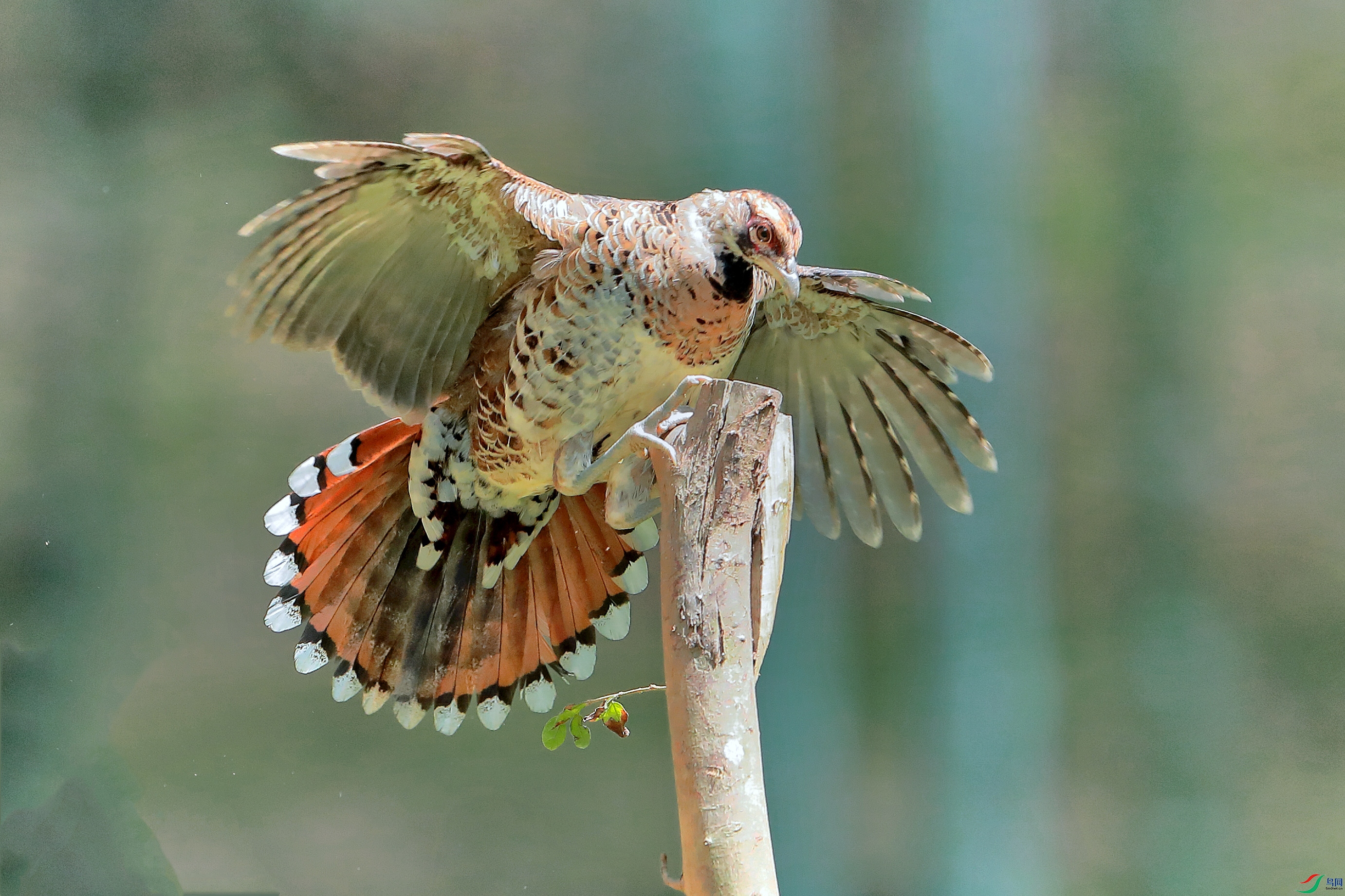 华丽的"林中隐士"—白颈长尾雉