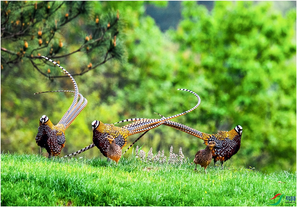 DSC_5415SSSSSSS.jpg