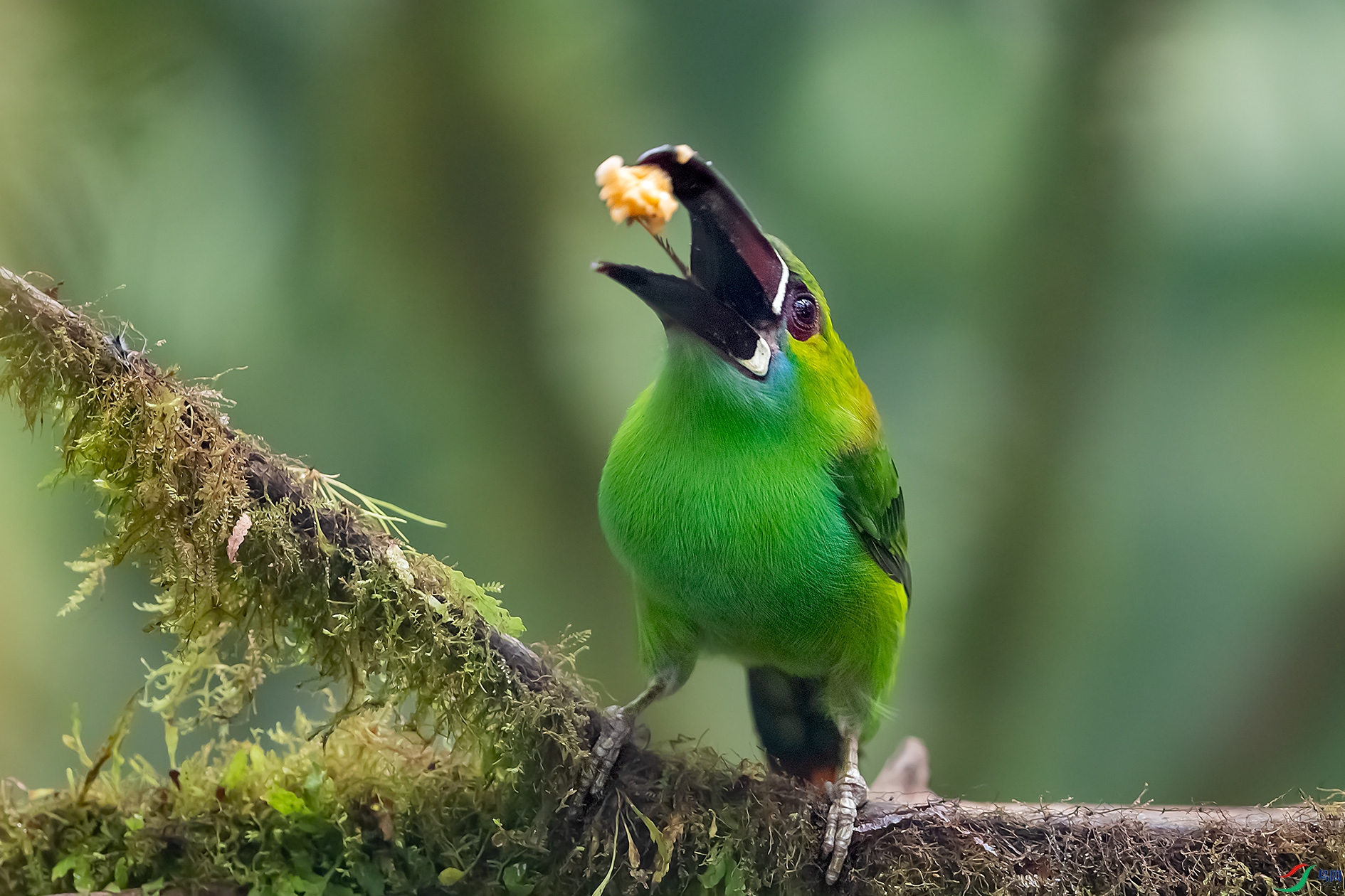 南美绯腰巨嘴鸟