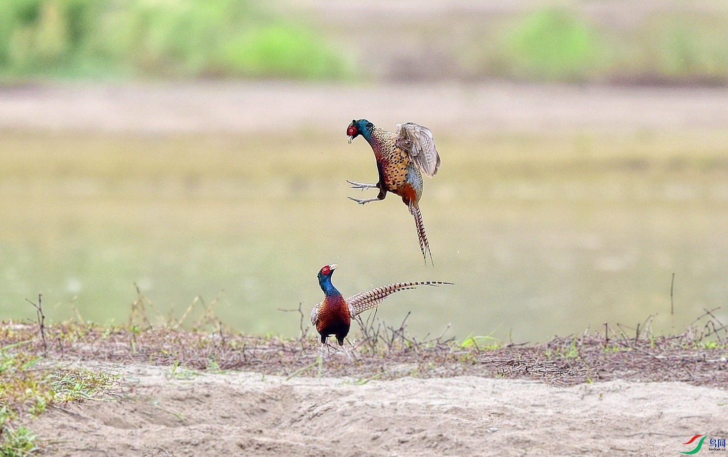 DSC_5087_conew4.jpg