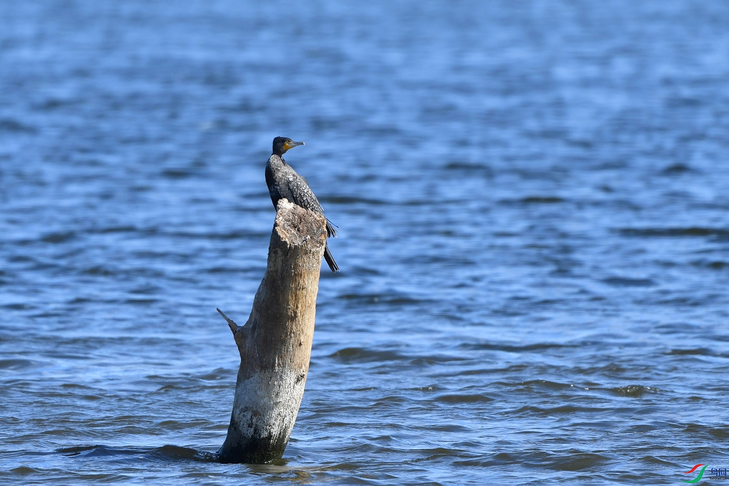 DSC_9851.jpg