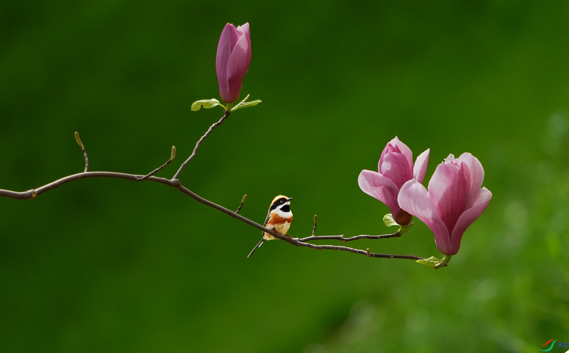 1 DSC09498_����.jpg