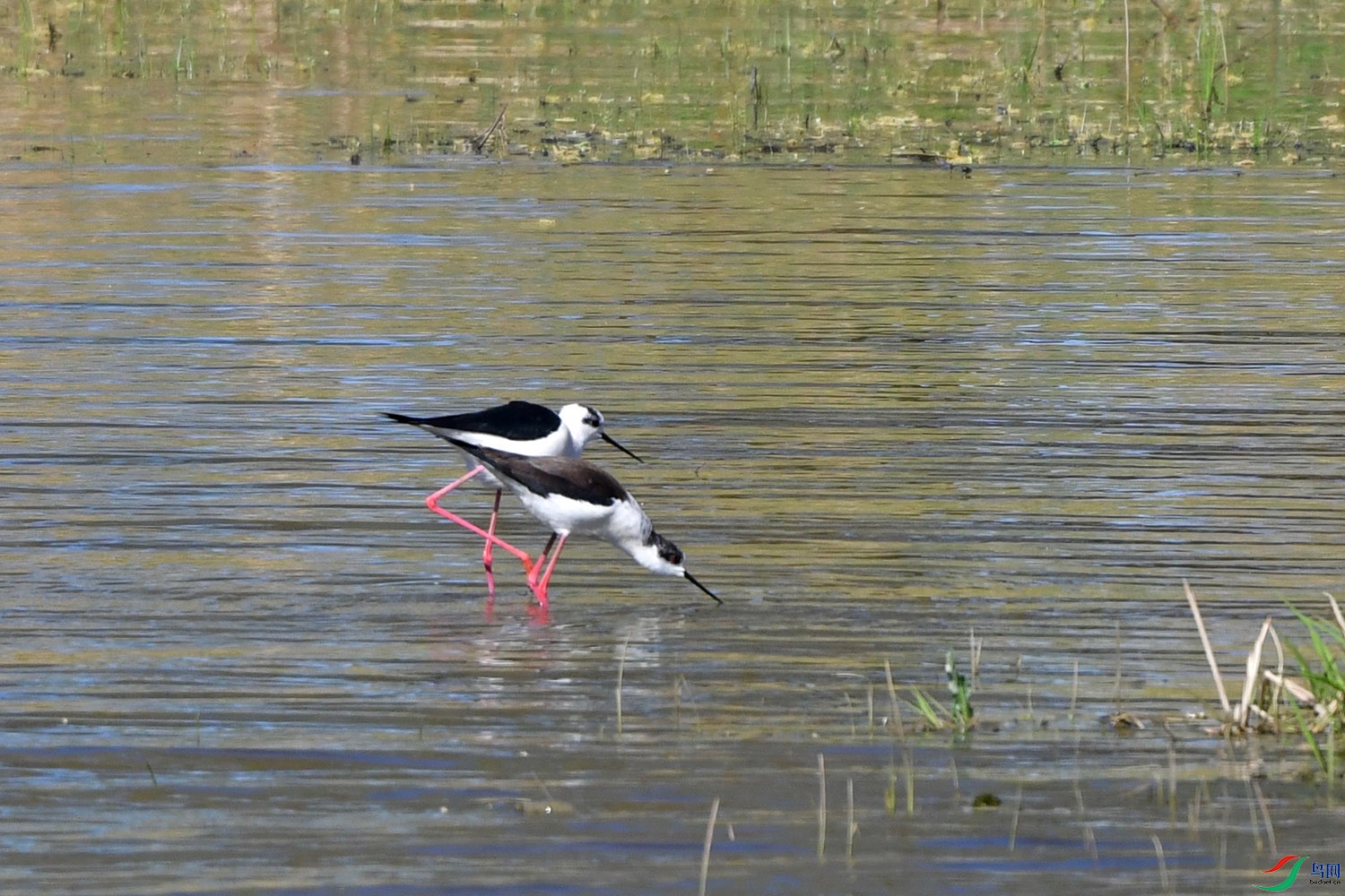 DSC_9984.jpg