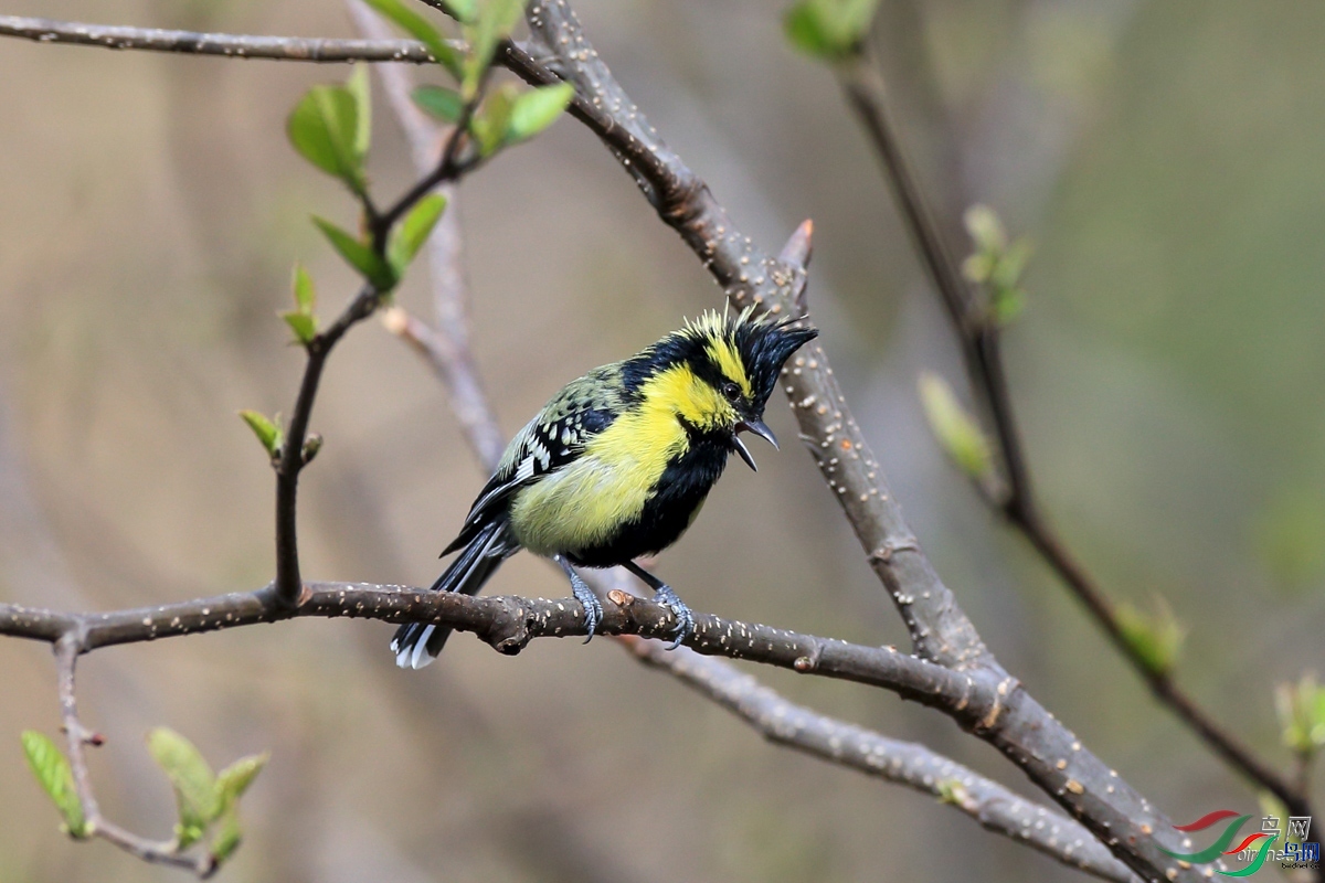 ����  ��ʦ��������.���տ����������ľ����ľ��.jpg