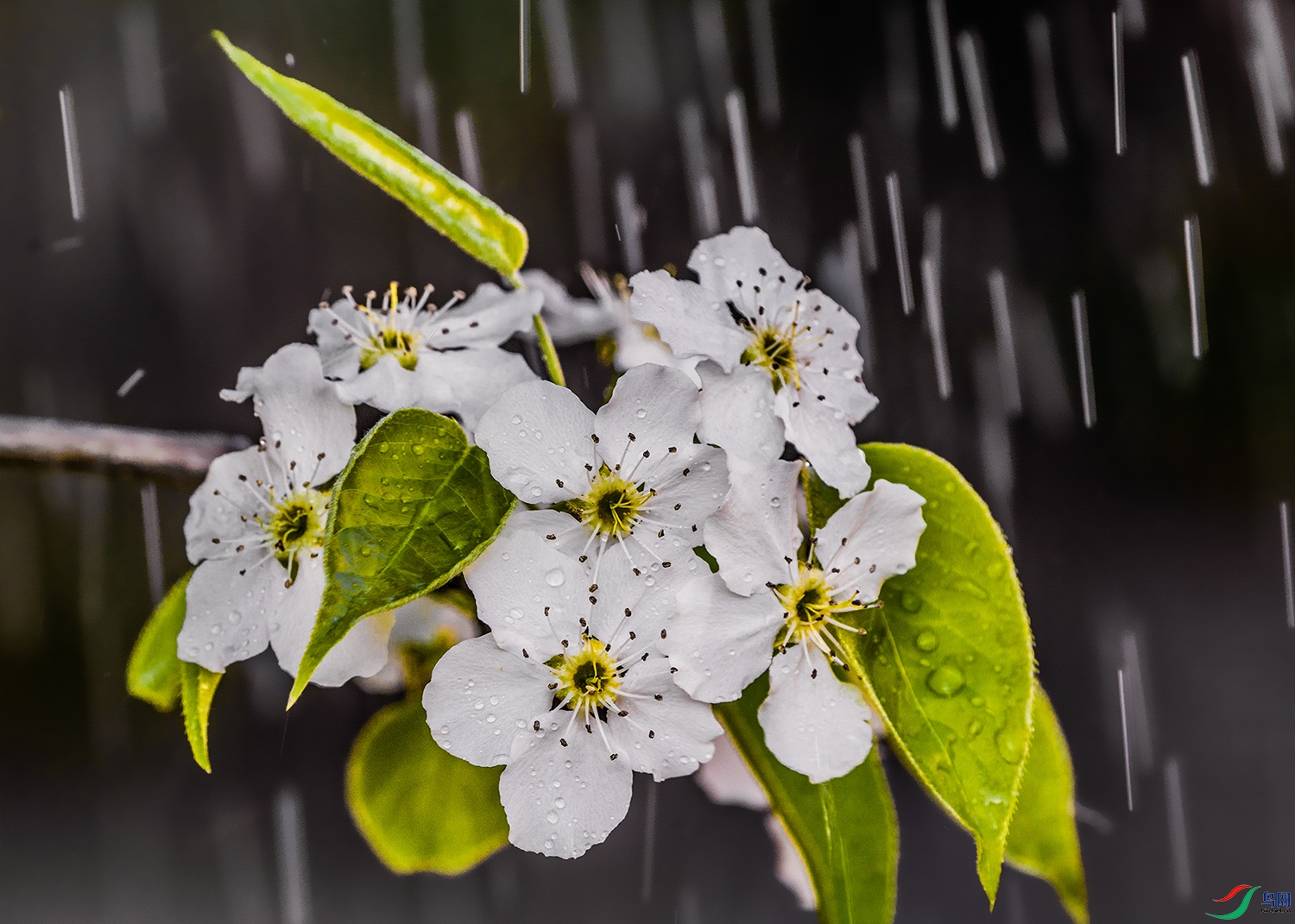 梨花带雨图片意境图片