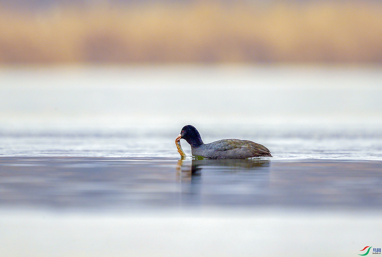 2017-02-07 215-�ָ���.jpg