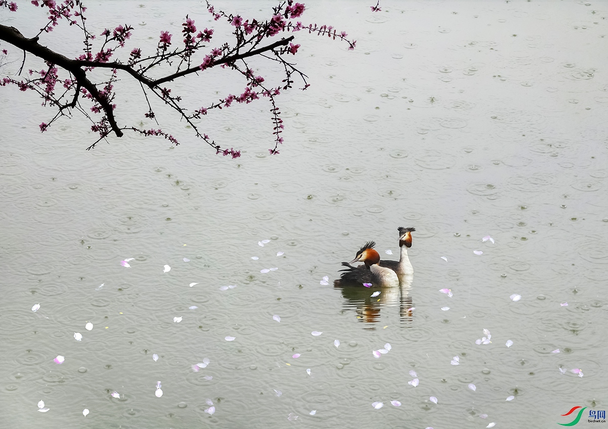 DSC04847 t�һ�����.jpg