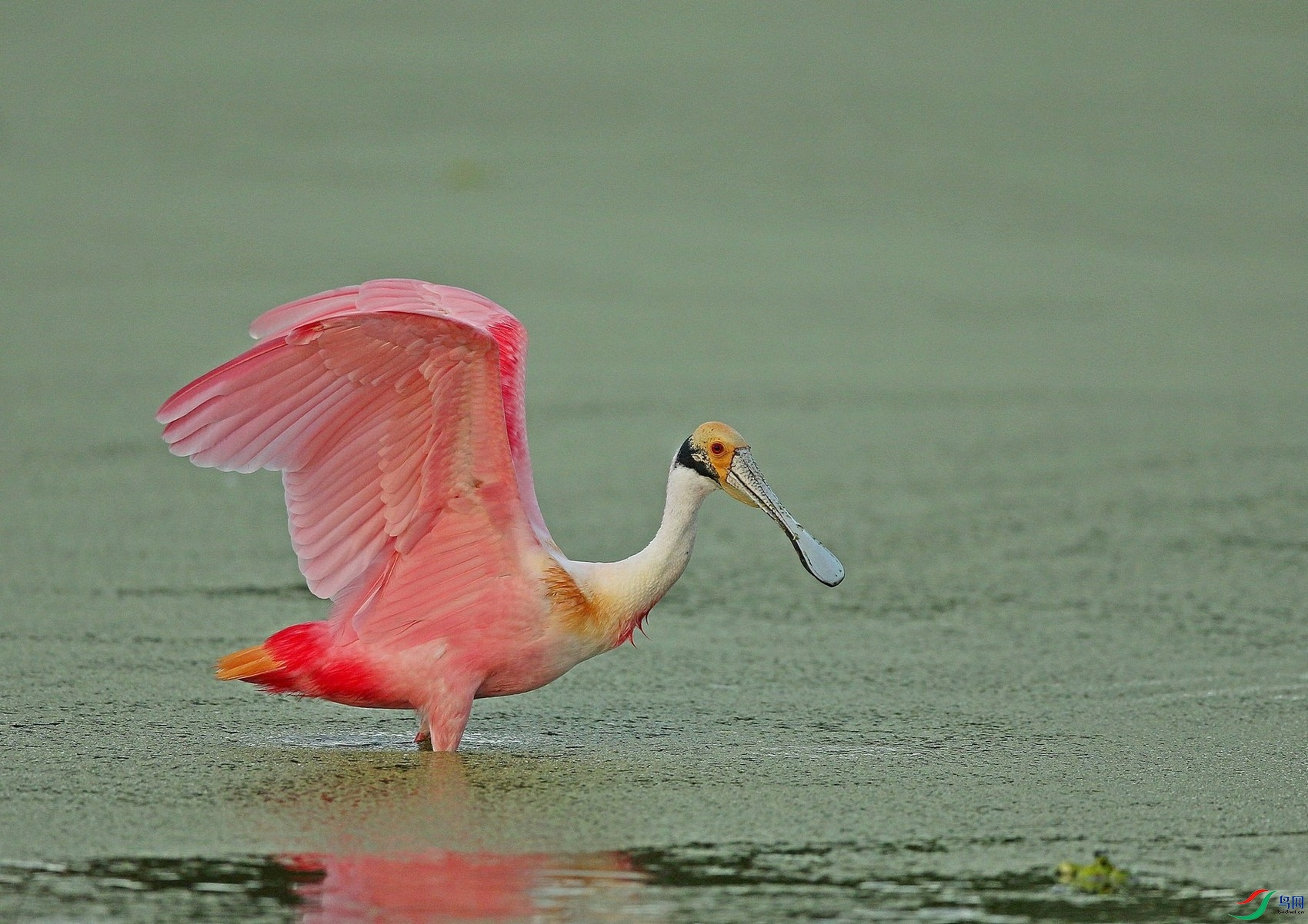 粉红琵鹭恭贺老师佳作荣获鸟类精华