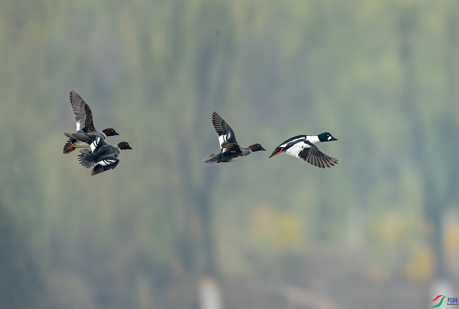 DSC_4745-2.jpg