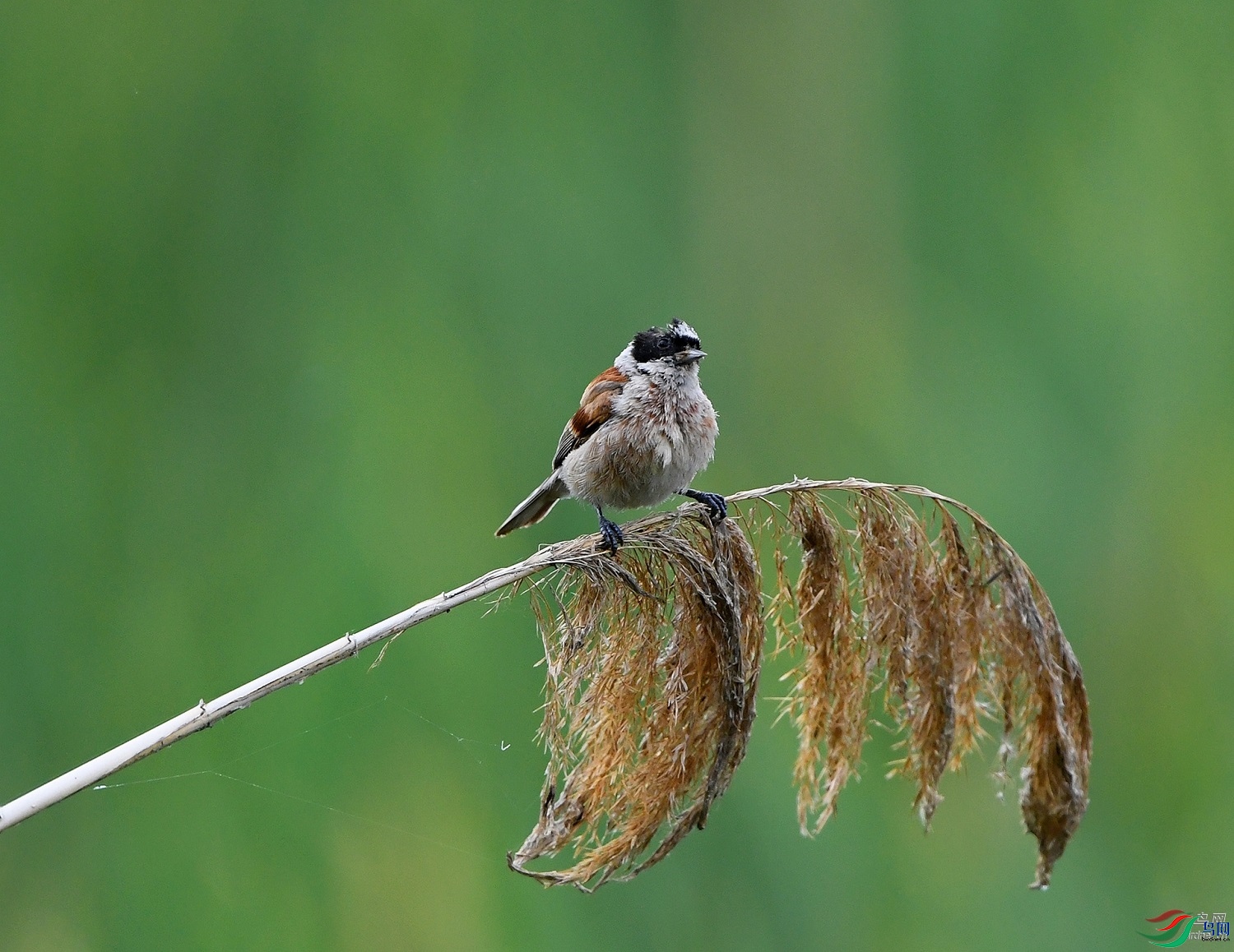 ����ϸ��  ��ʦ��������.��.ά.��.��.���������������������������500.jpg