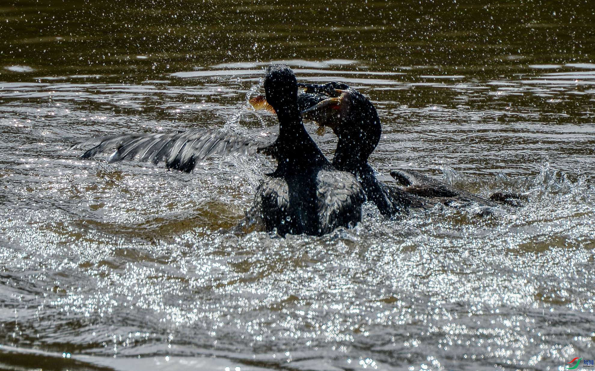 DSC_7770.jpg