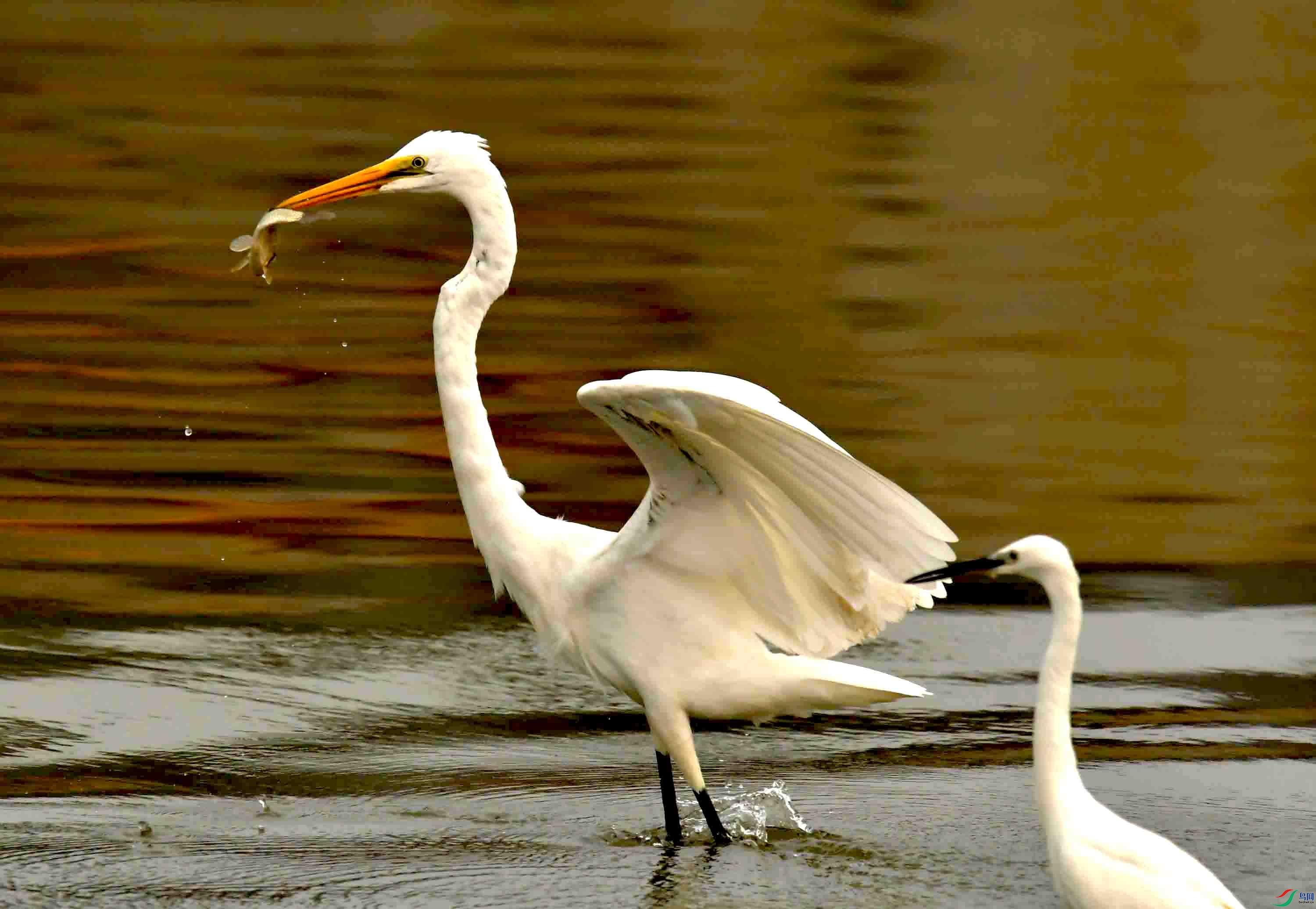 白鹭温榆河吃鱼