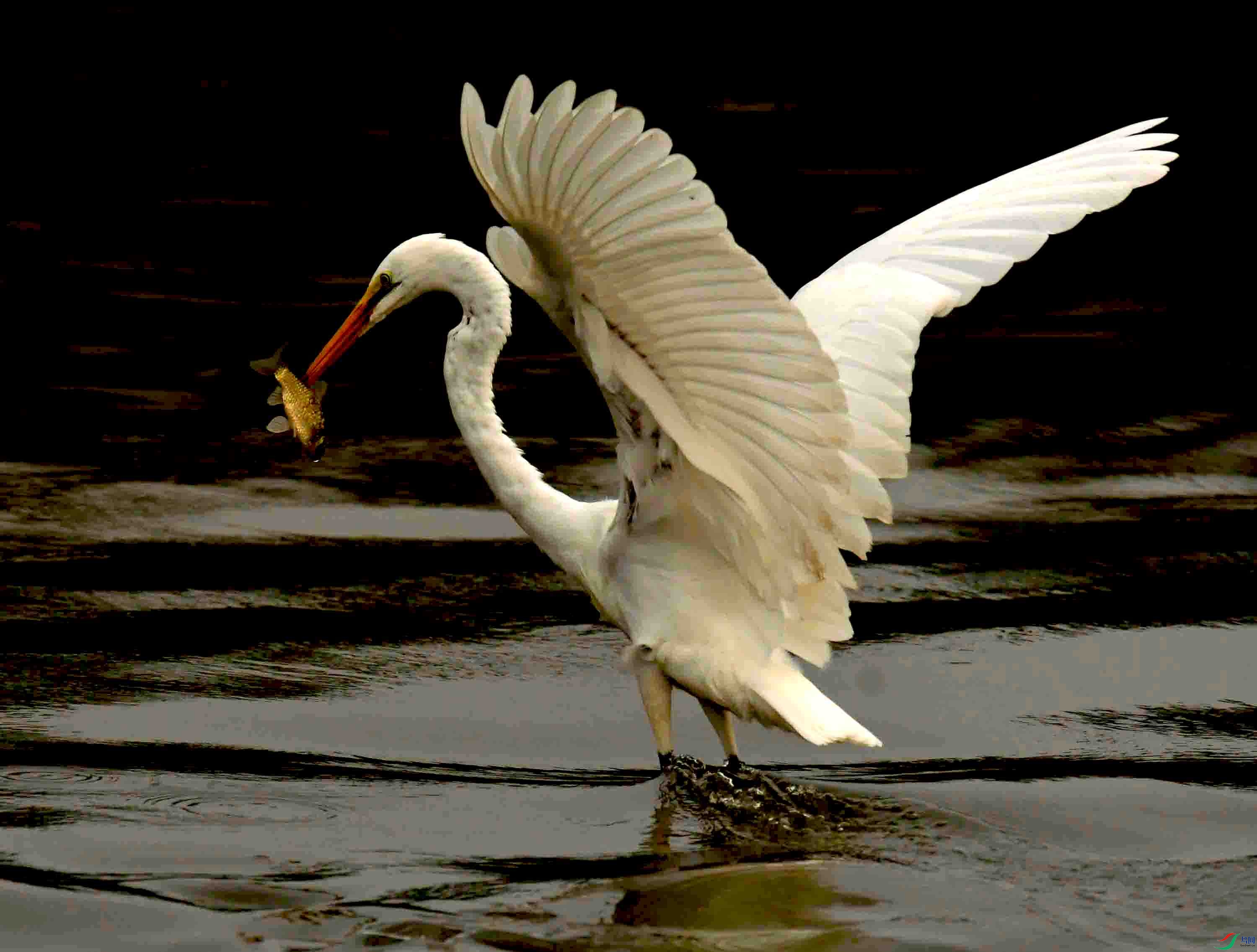 白鹭温榆河吃鱼