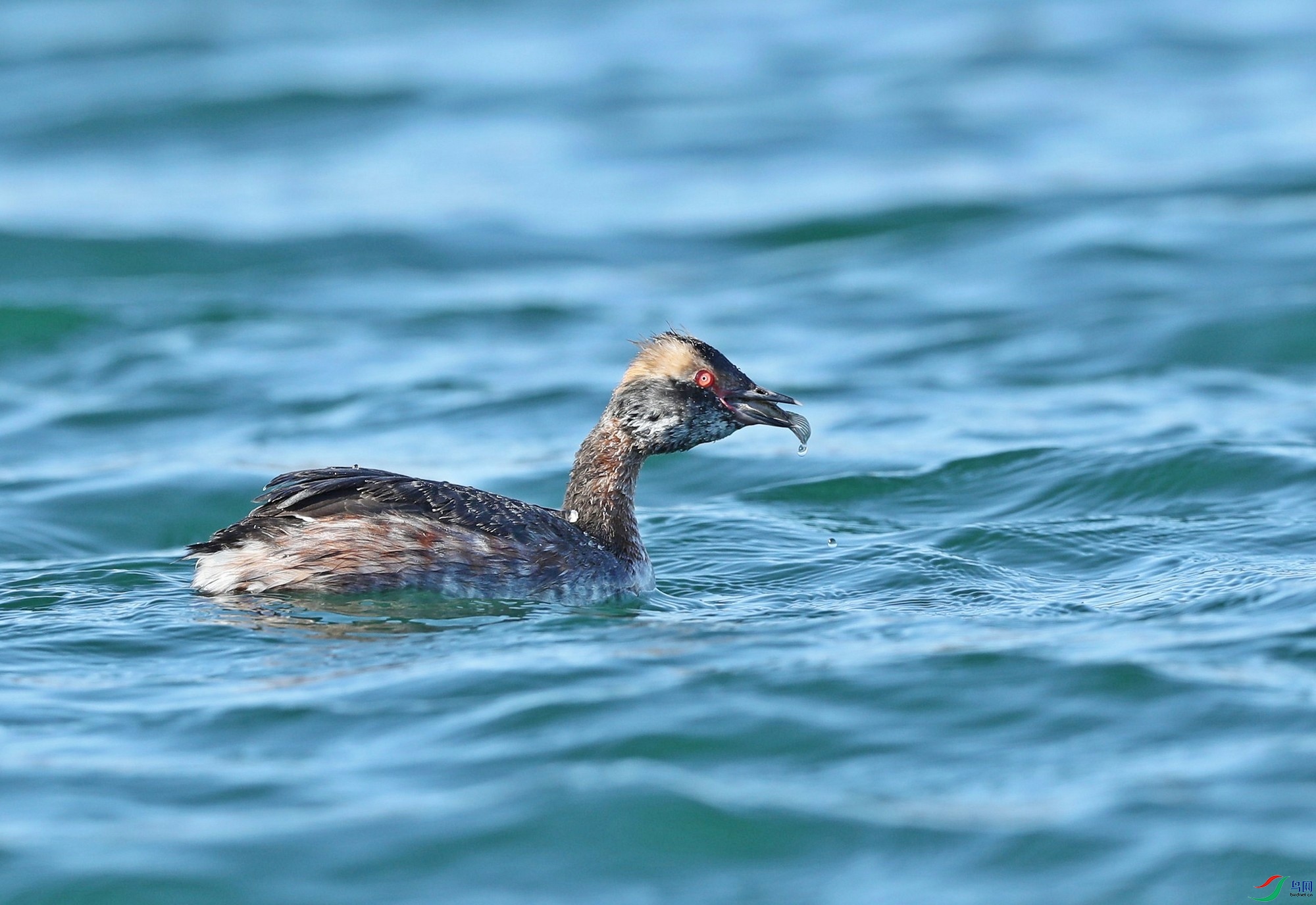 没完全褪去的冬羽