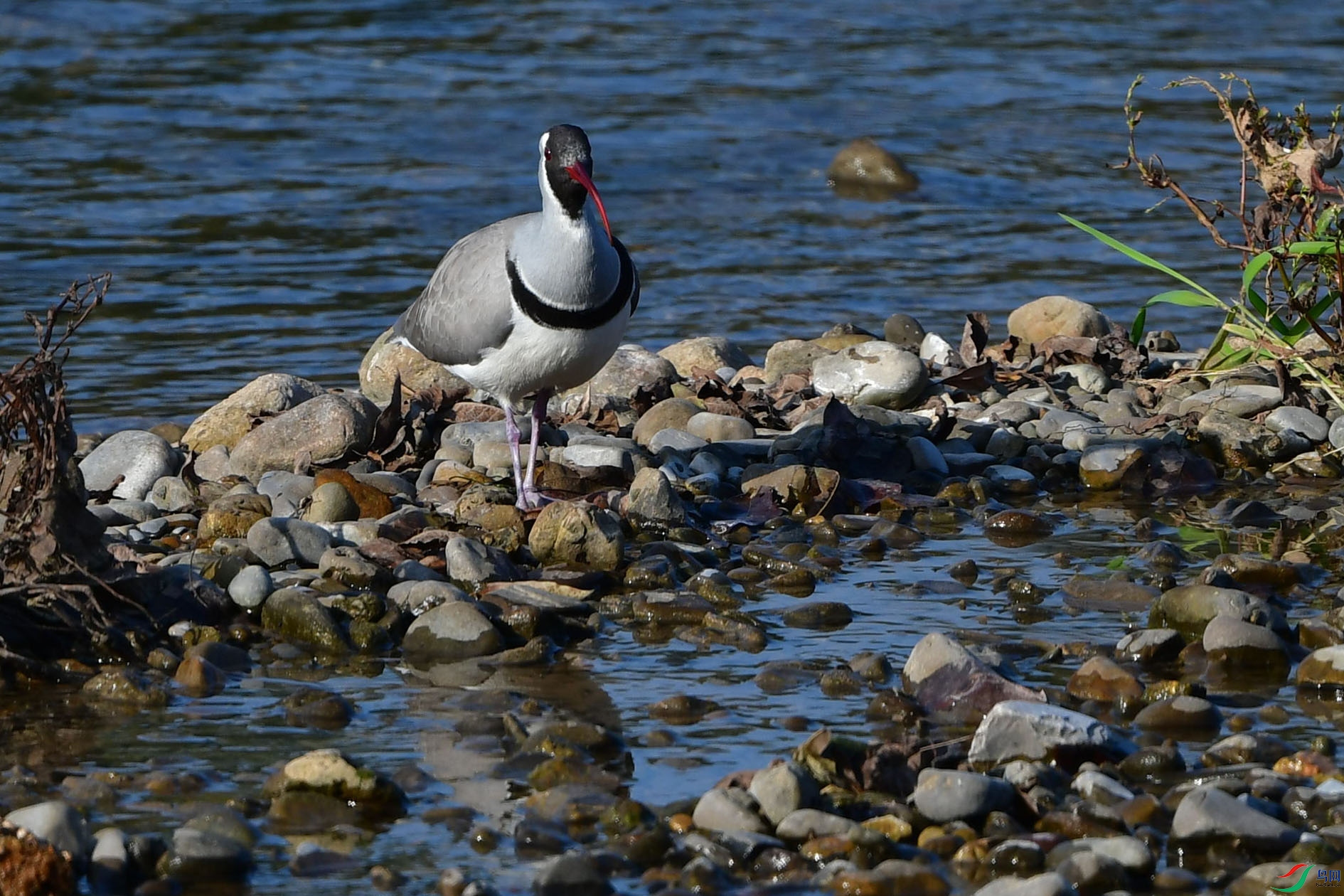 DSC_6818_����.jpg
