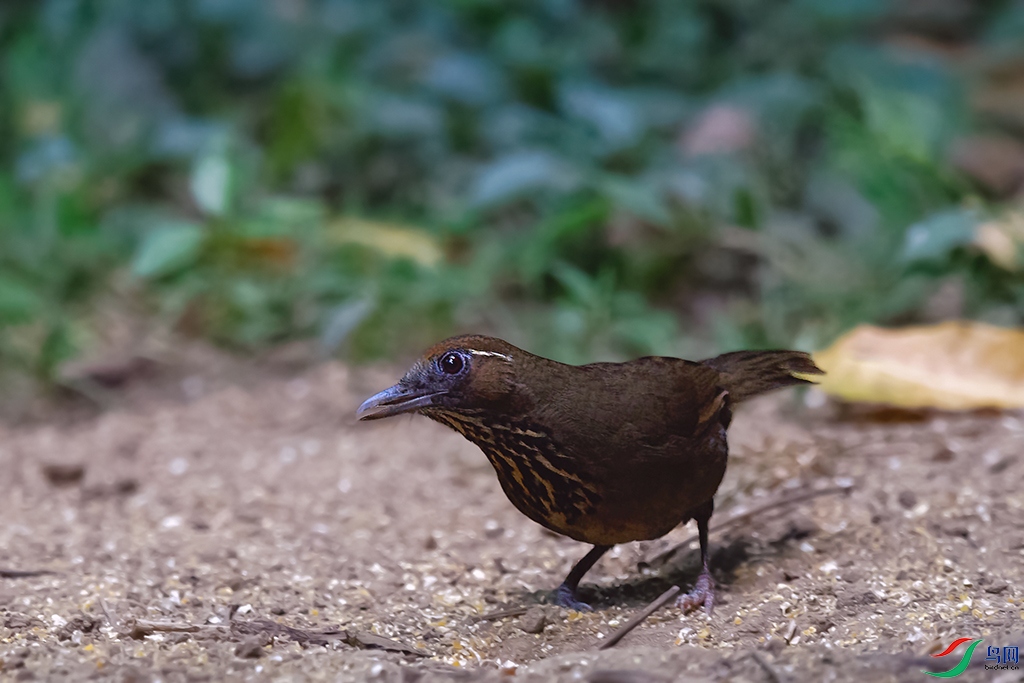 DSC_7580_DxOa.jpg