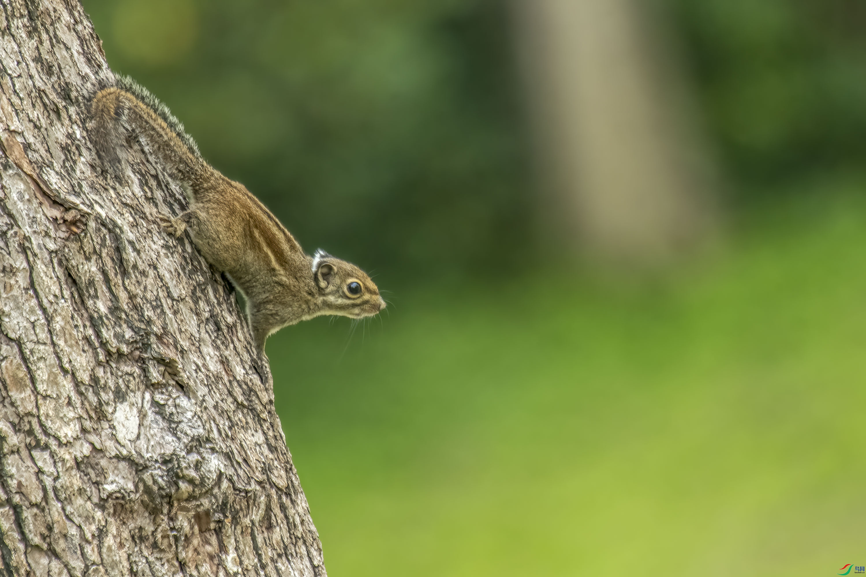 [哺乳] 倭花鼠 ---- 祝贺荣获野生动物版佳作!