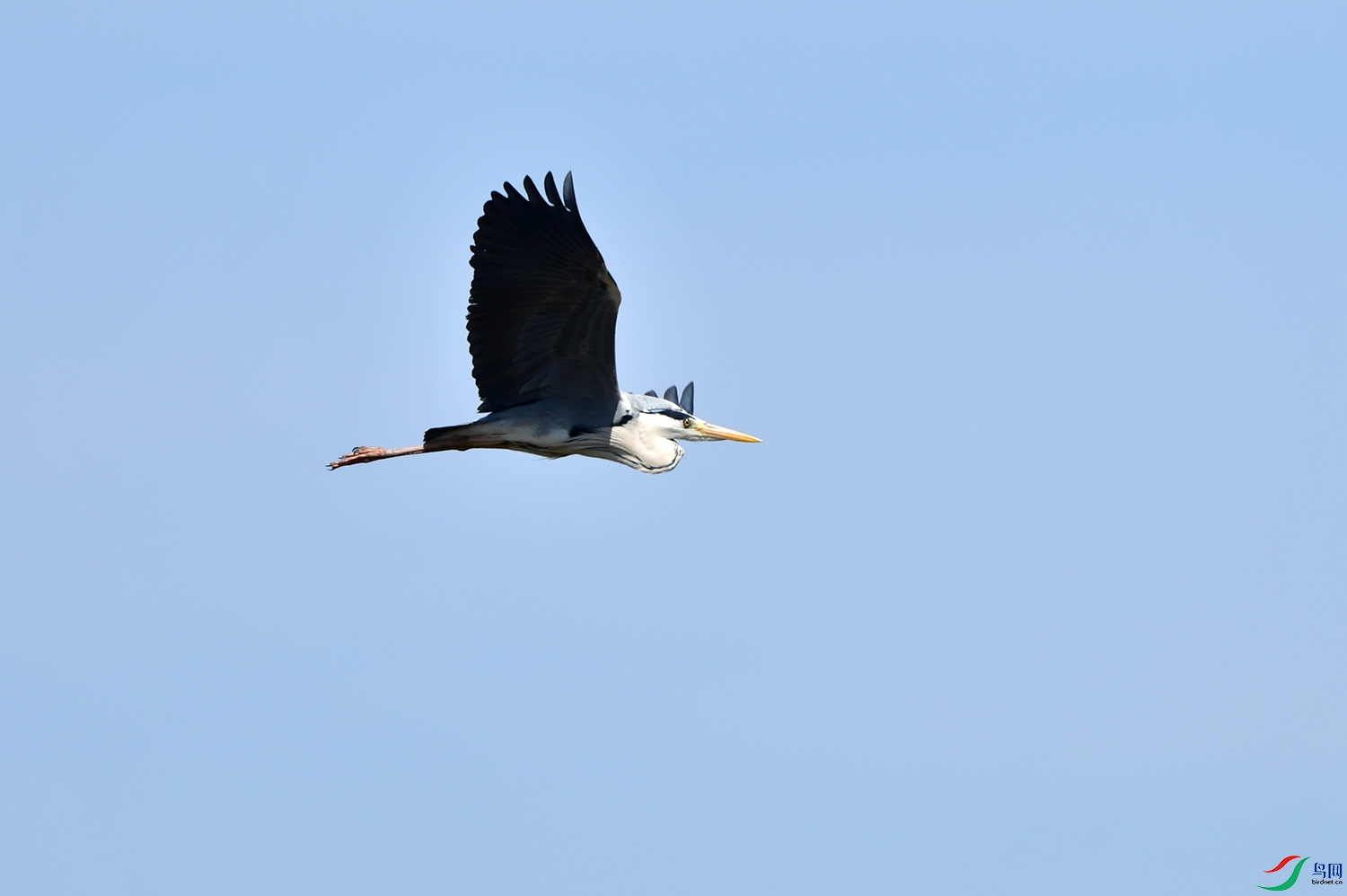 DSC_0817.jpg