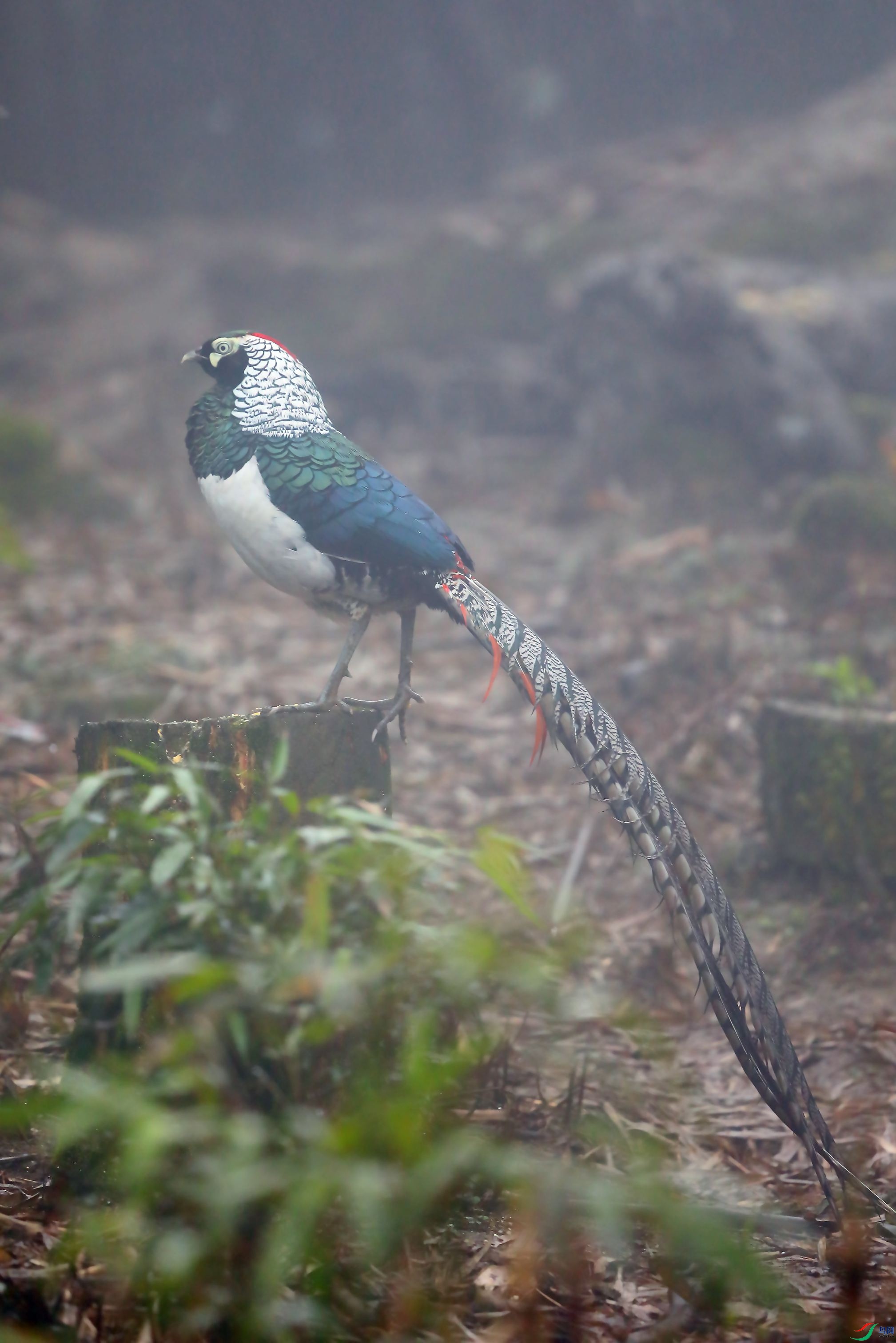 �׸�����