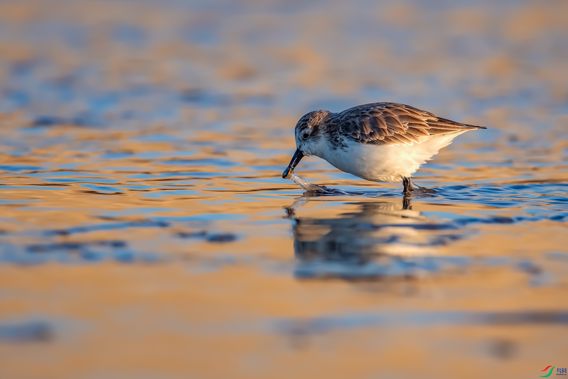 全球珍稀勺嘴鹬 (祝贺老师荣获首页精华)