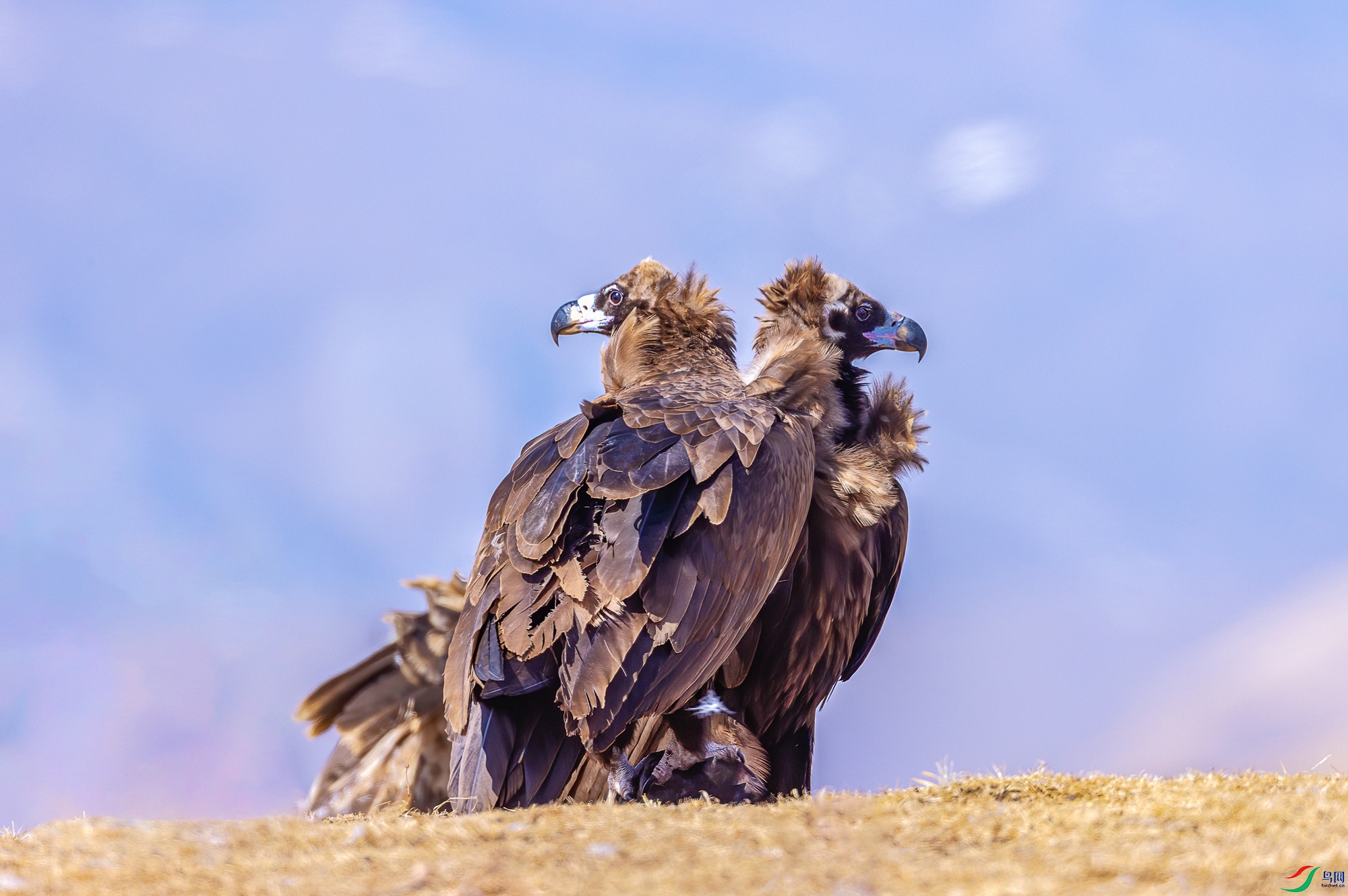 [猛禽] 秃鹫夫妻 --- (祝贺老师作品荣获vip佳作)