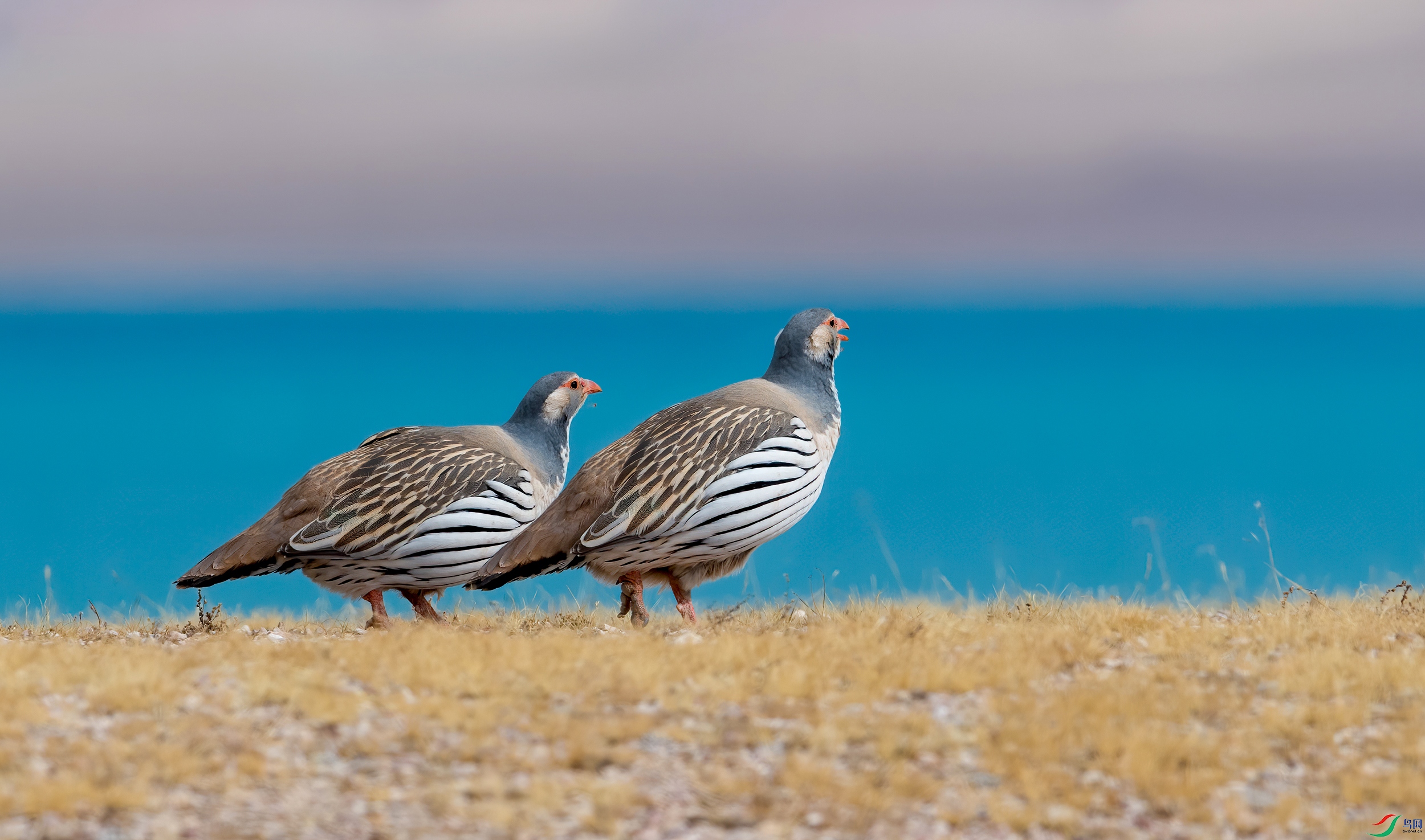 色林错畔藏雪鸡