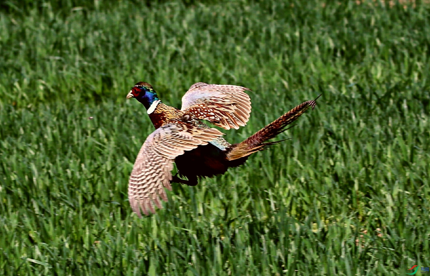 绿海飞雉鸡