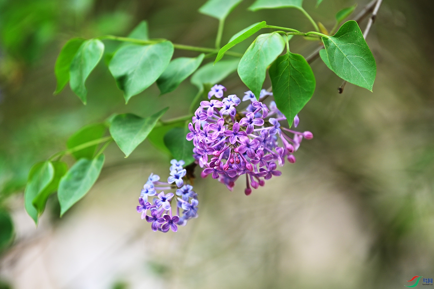 丁香花高清图片真实图片