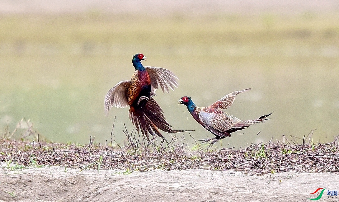 DSC_5117_conew3.jpg