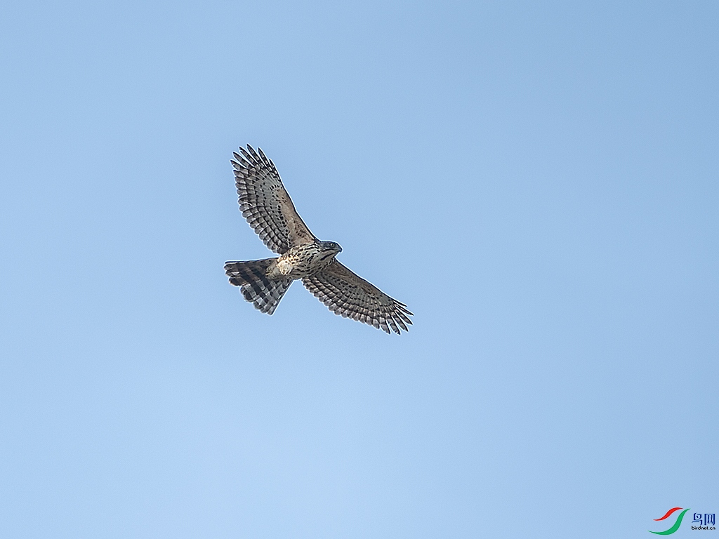 6939-1.jpg