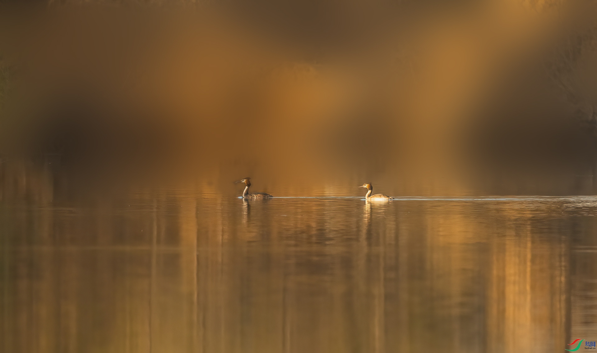 DSC_5312-DeNoiseAI-clear-2.jpg